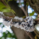 Blutläuse in weißem, watteartigem Sekret an einem Ast eines Apfelbaums