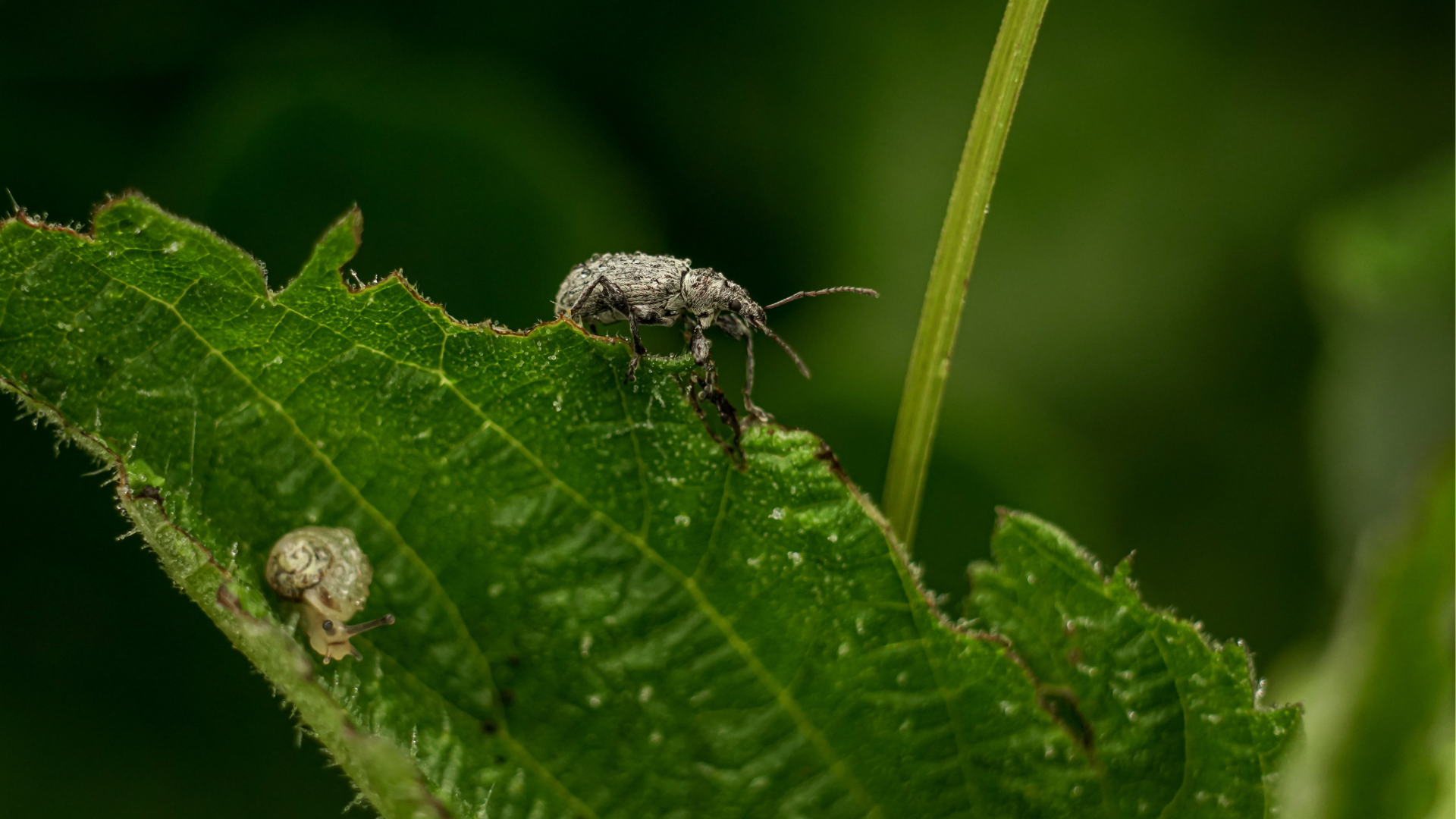 Hartnckiger Gartenschdling: der Dickmaulrssler