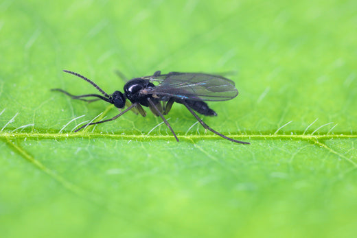 SF-Nematoden gegen Trauermcken: Wirkung & Anwendung
