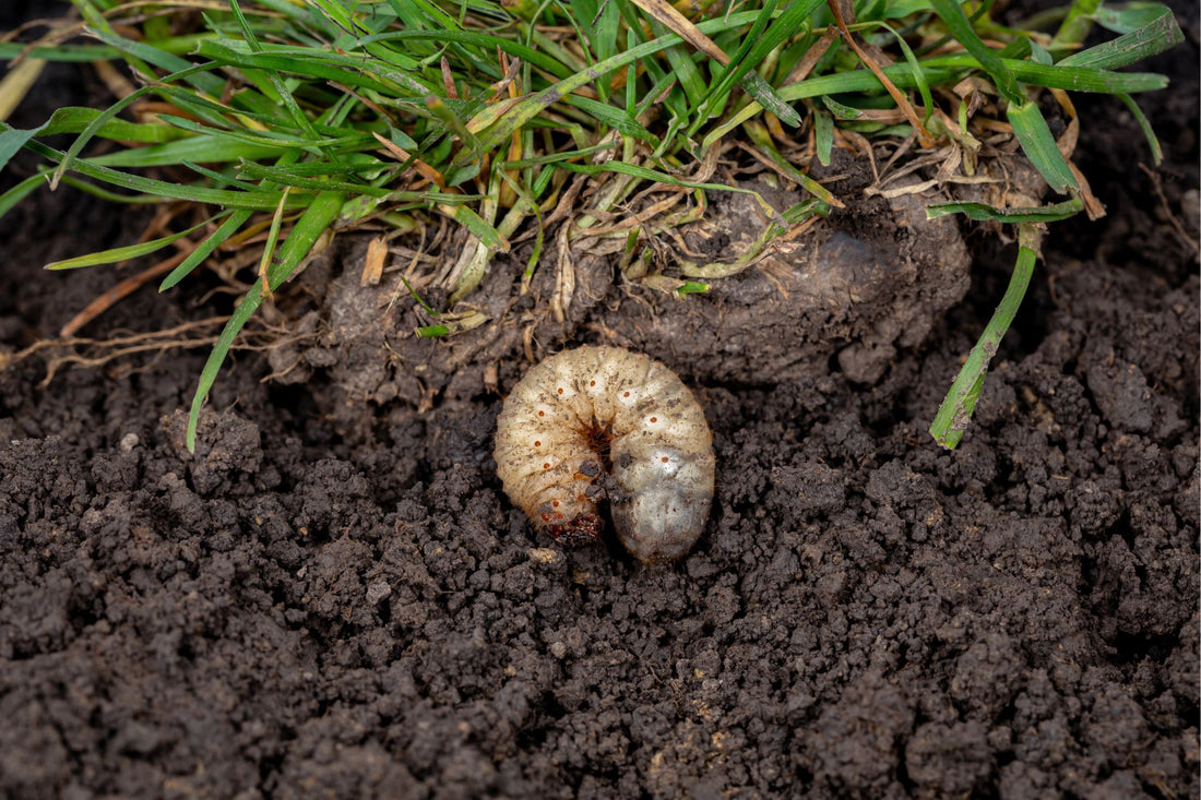 Engerling, eine weiße Larve, krümmt sich im dunklen Boden unter Gras