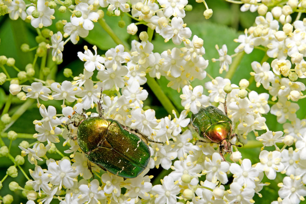 Zwei grün schimmernde Rosenkäfer auf weißen Blüten mit grünen Blättern im Hintergrund