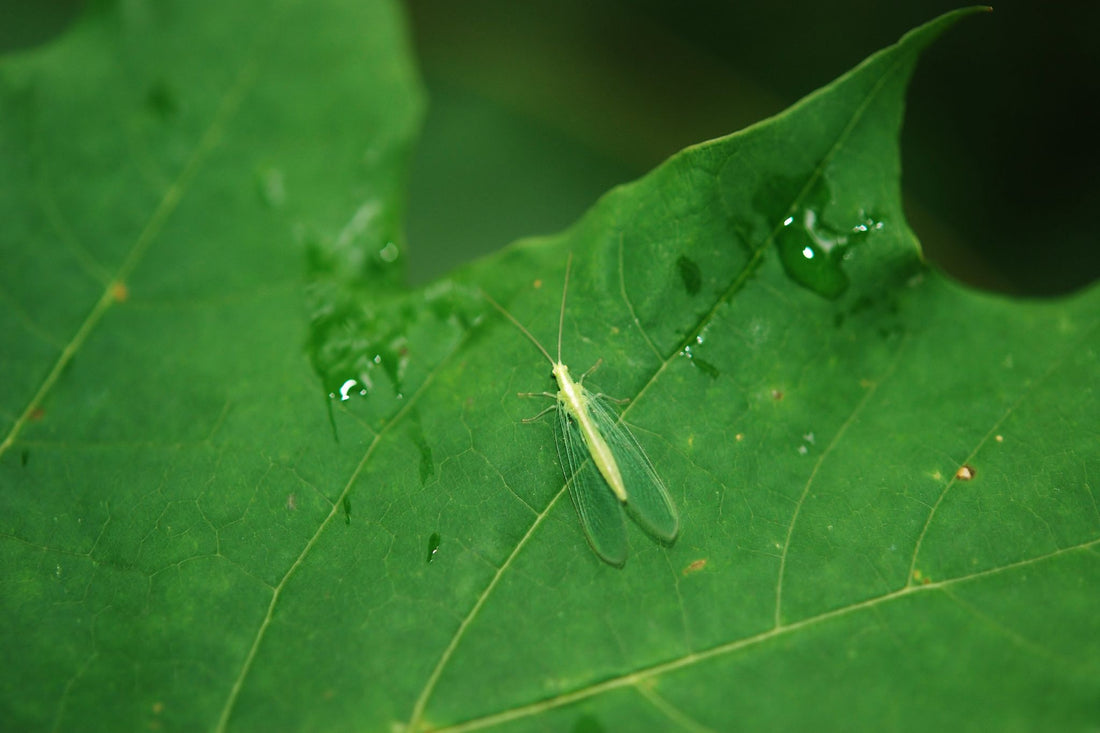Grüne Florfliege mit durchsichtigen Flügeln sitzt auf einem großen grünen Blatt mit Wassertropfen