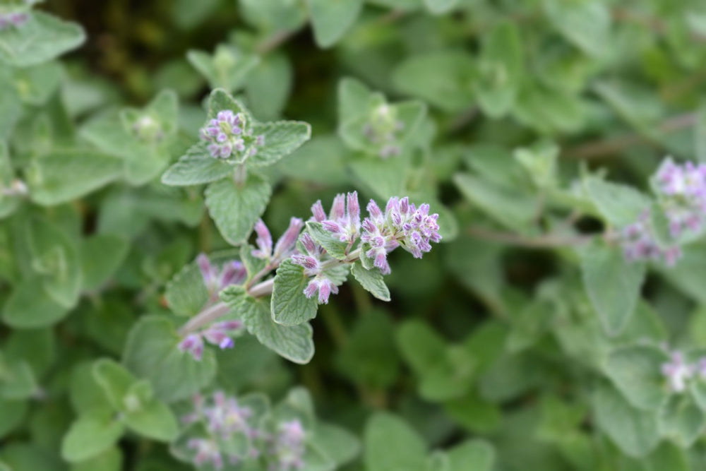 Grüne Pflanze mit kleinen, zart violetten Blüten in einem Garten