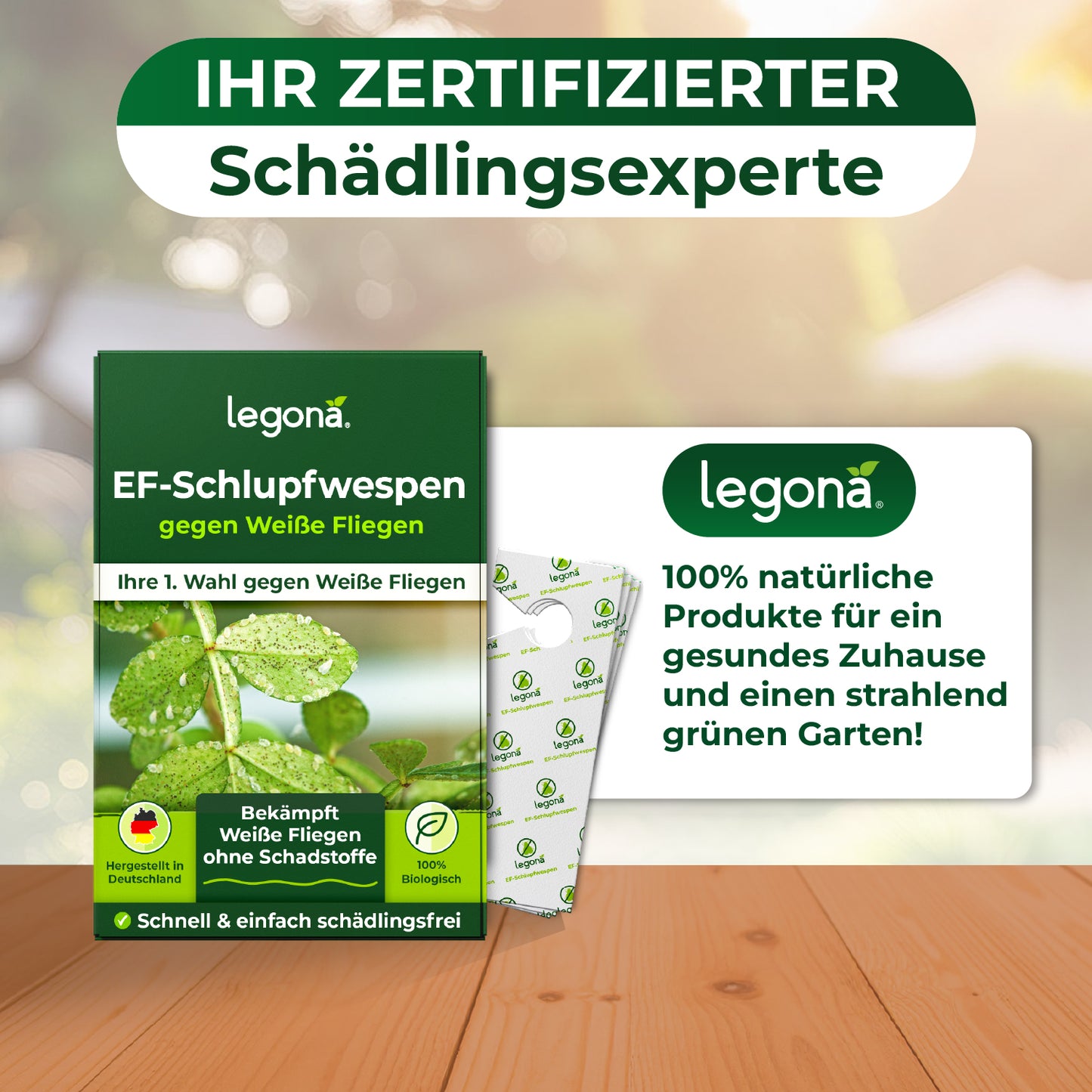 EF-Schlupfwespen gegen Weiße Fliegen