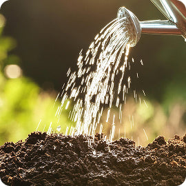 Gießkanne gießt Wasser auf frische Erde bei Sonnenlicht