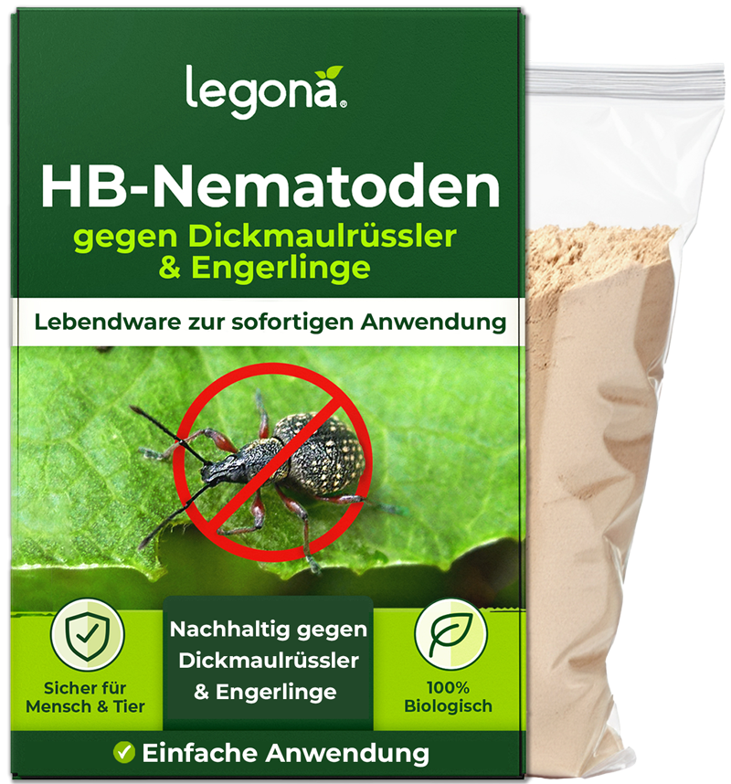 HB-Nematoden gegen Dickmaulrüssler und Engerlinge – Legona®