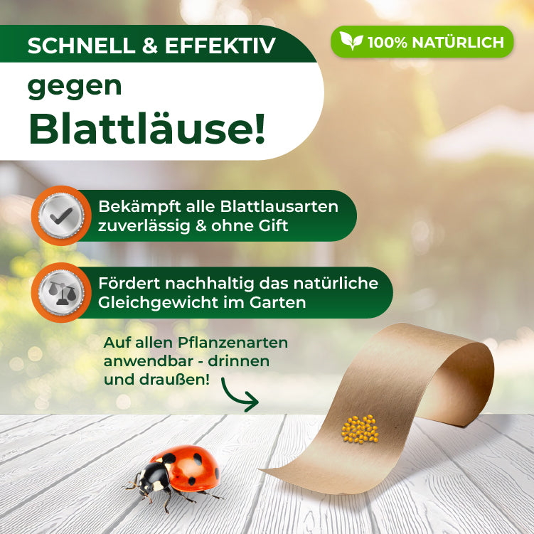 Schnell und effektiv: Marienkäfer gegen Blattläuse mit einem Marienkäfer und gelben Granulat auf braunem Papier