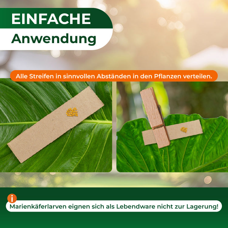 Zwei Nahaufnahmen von Marienkäferlarven auf braunen Papierstreifen, die auf grünen Blättern liegen, mit Text zur einfachen Anwendung und Warnung vor Lagerung der Larven.
