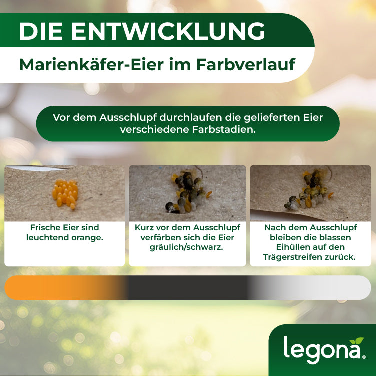 Entwicklung von Marienkäfer-Eiern in drei Phasen: leuchtend orange, vor dem Ausschlupf gräulich/schwarz, nach dem Ausschlupf blasse Eihüllen auf Trägerstreifen
