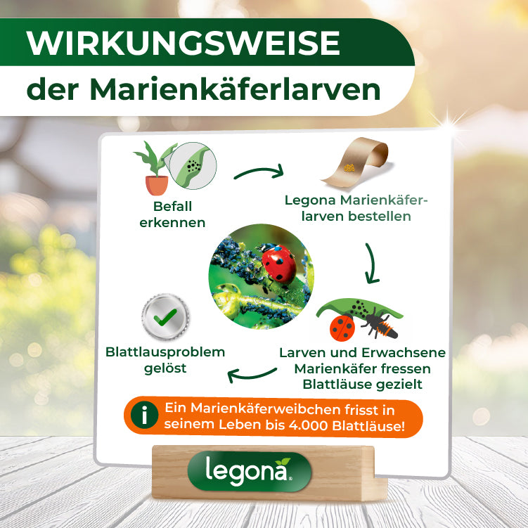 Infografik zur Wirkungsweise von Marienkäferlarven gegen Blattläuse mit den Schritten: Befall erkennen, Legona Marienkäferlarven bestellen, Larven und erwachsene Marienkäfer fressen gezielt Blattläuse.