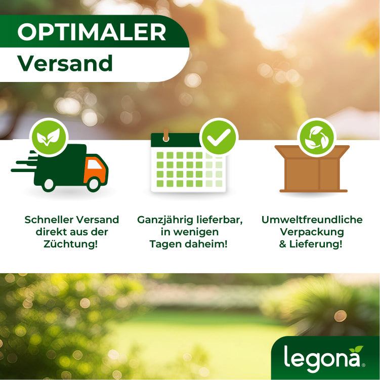 Grafik mit drei Symbolen und Text zu optimalem Versand: schneller Versand aus Züchtung, ganzjährig lieferbar, umweltfreundliche Verpackung und Lieferung