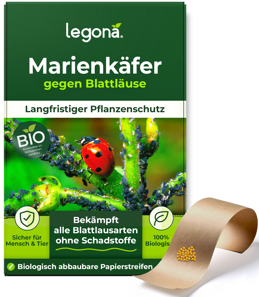 Marienkäferlarven gegen Blattläuse