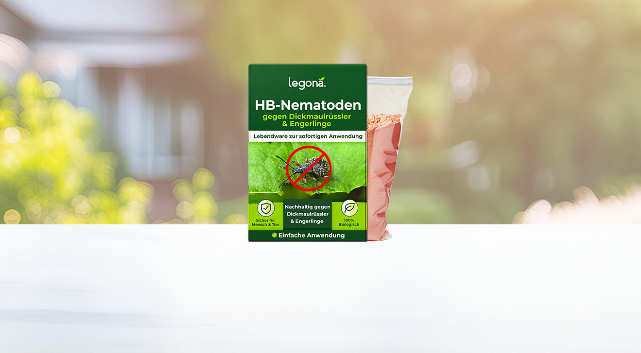 Grüne Verpackung von Legona HB-Nematoden gegen Dickmaulrüssler und Engerlinge mit Anwendungsinformationen