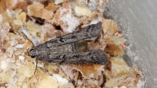 Lebensmittelmotten – gesundheitsschädigende Insekten in der Küche