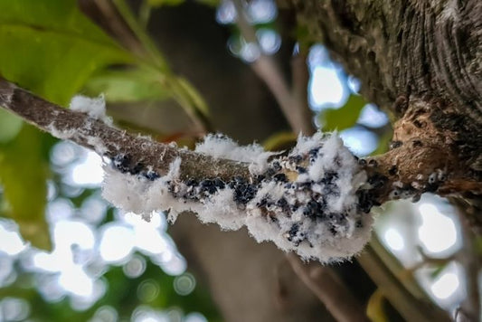 Blutläuse am Apfelbaum bekämpfen: Ganzheitliche Hilfe aus der Natur!