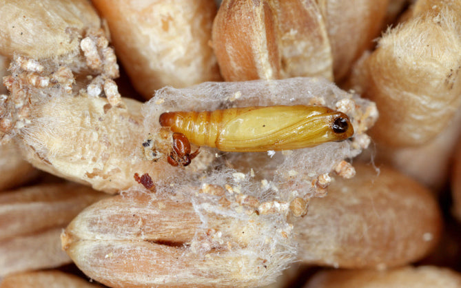 Puppe einer Lebensmittelmotte umgeben von Getreidekörnern und Spinnweben