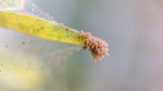 Wenn Spinnmilben unsere Pflanzen befallen