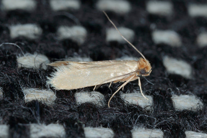 Kleine beige Kleidermotte auf schwarz-weißem Gewebe