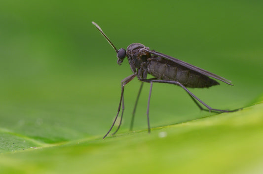 Trauermücken: 3 Experten-Tipps zur nachhaltigen Bekämpfung