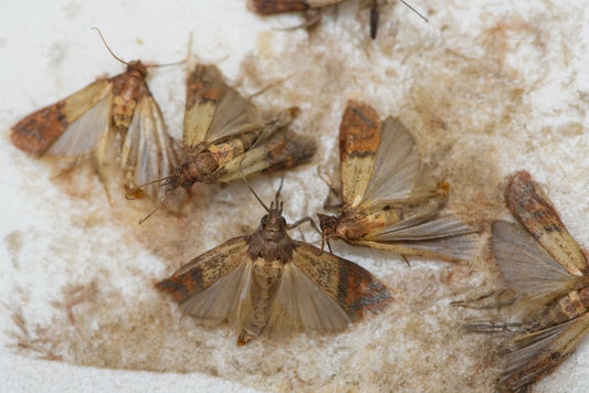 Motten bekämpfen – wie man die Insekten entdeckt