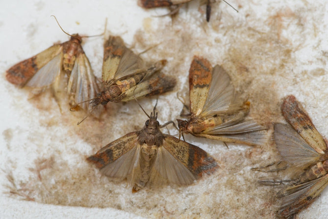 Mehrere braun-orange Motten mit ausgebreiteten Flügeln auf einer weißen Oberfläche