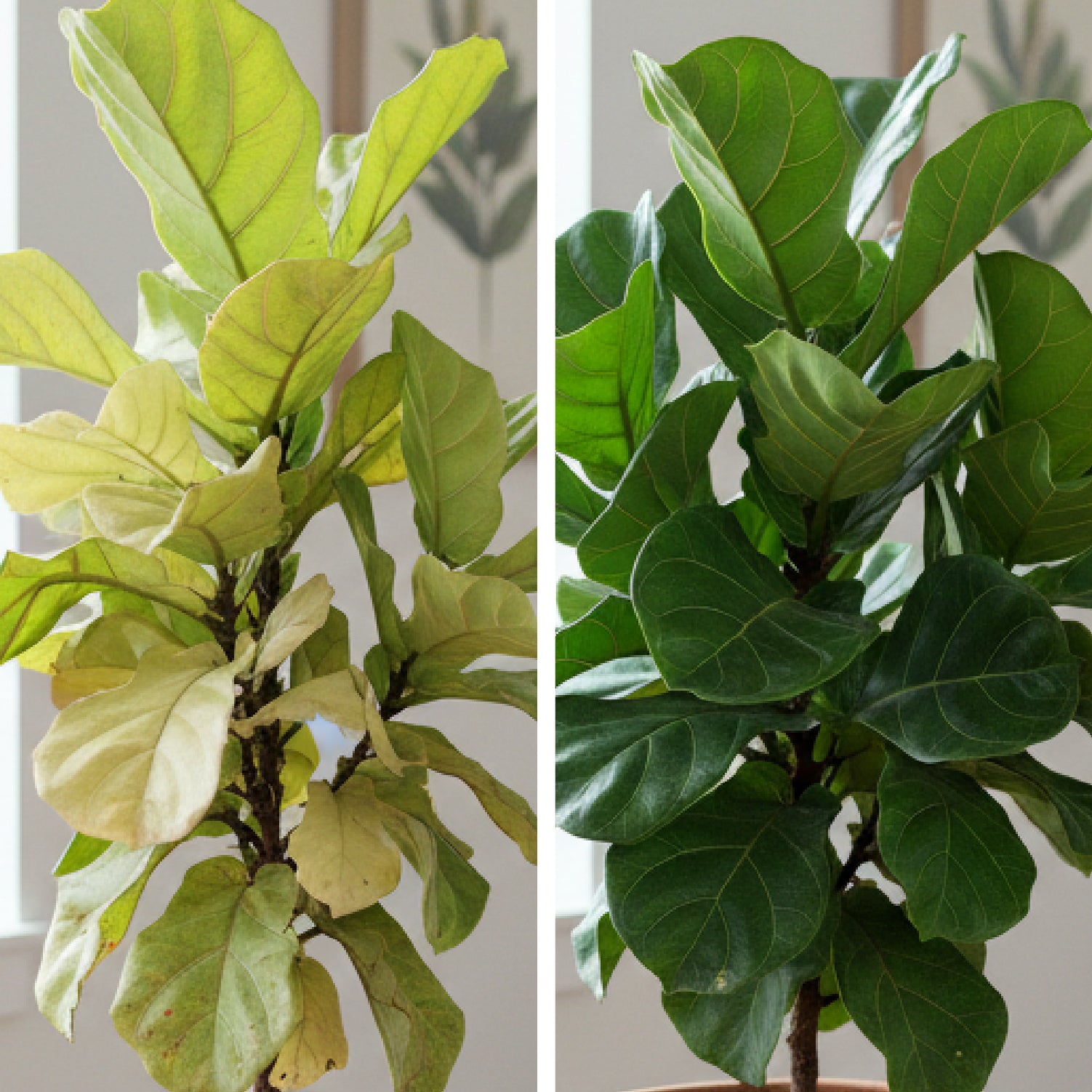 Zweig einer Pflanze mit gelblich verfärbten Blättern links und gesunden grünen Blättern rechts