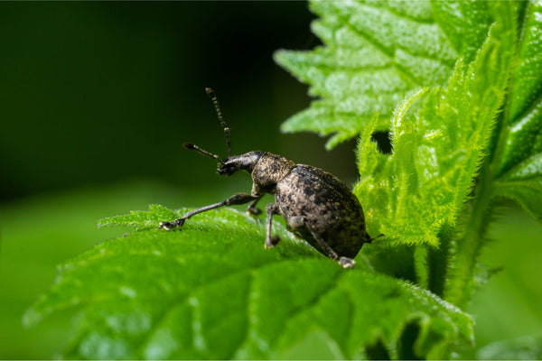 Dunkler Dickmaulrüssler sitzt auf einem grünen Blatt vor unscharfem grünem Hintergrund