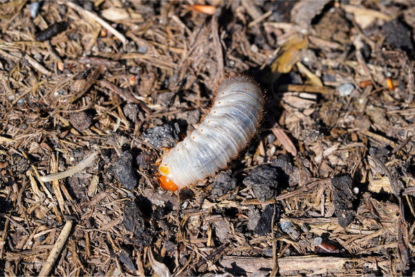 Weißer Engerling mit orangefarbenem Kopf auf braunem Waldboden mit Holzstücken und Erde