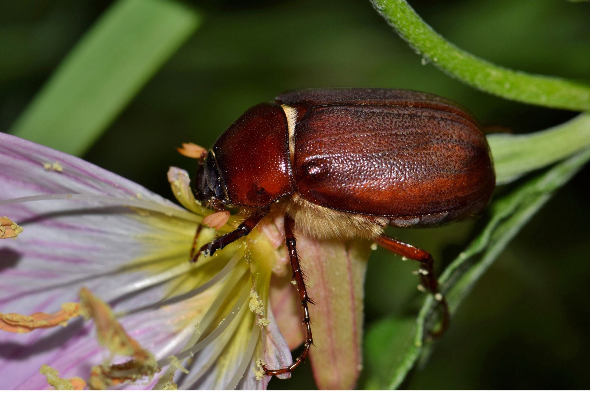 Brauner Maikäfer sitzt auf einer hellvioletten Blüte mit gelbem Blütenzentrum