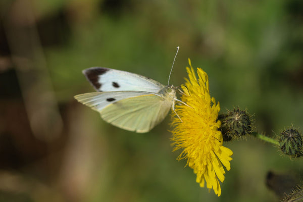 Kohlweißling-Schmetterling saugt Nektar an gelber Blüte vor unscharf grünem Hintergrund