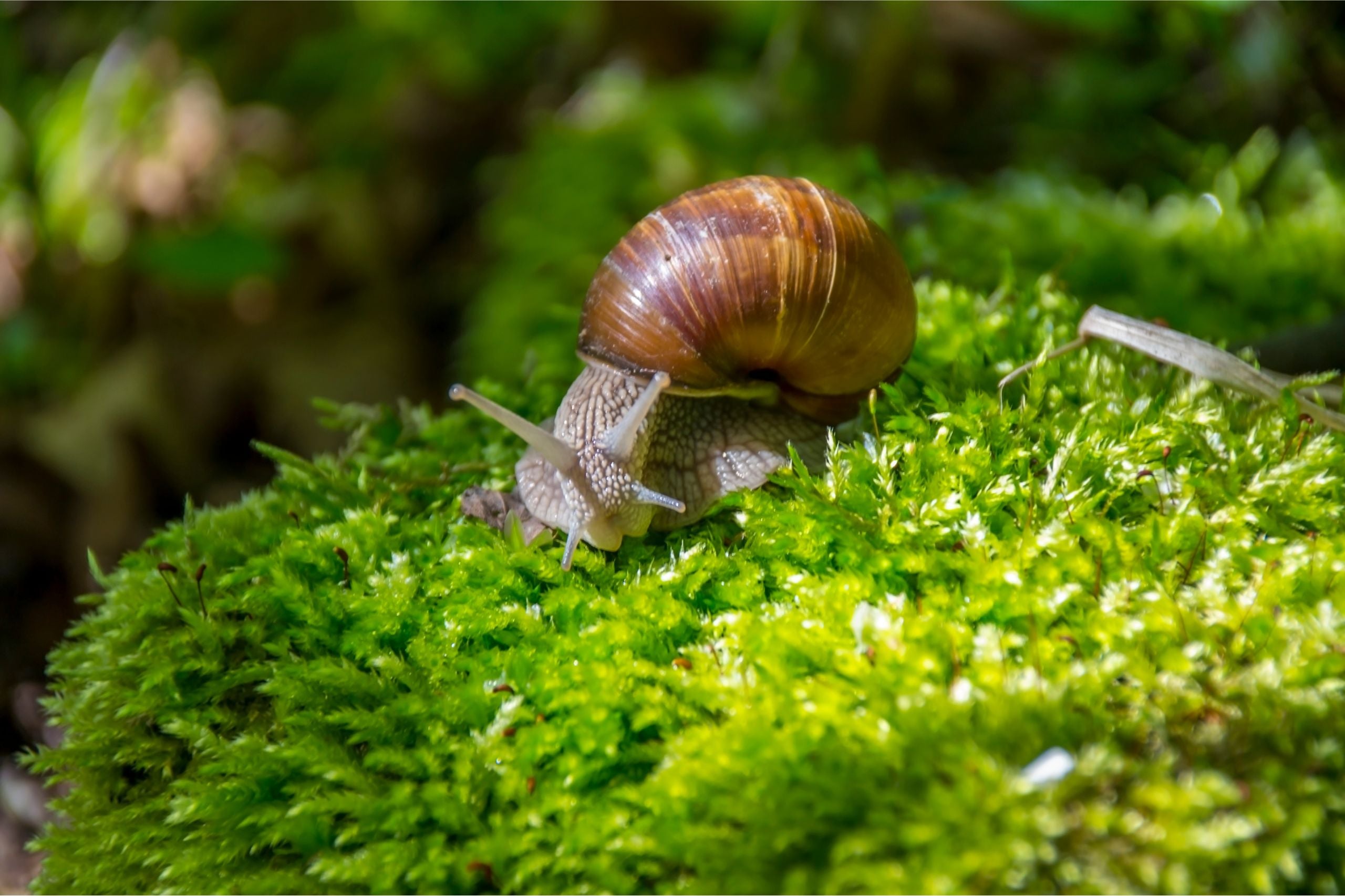 Braune Weinbergschnecke kriecht auf grünem Moos im Wald