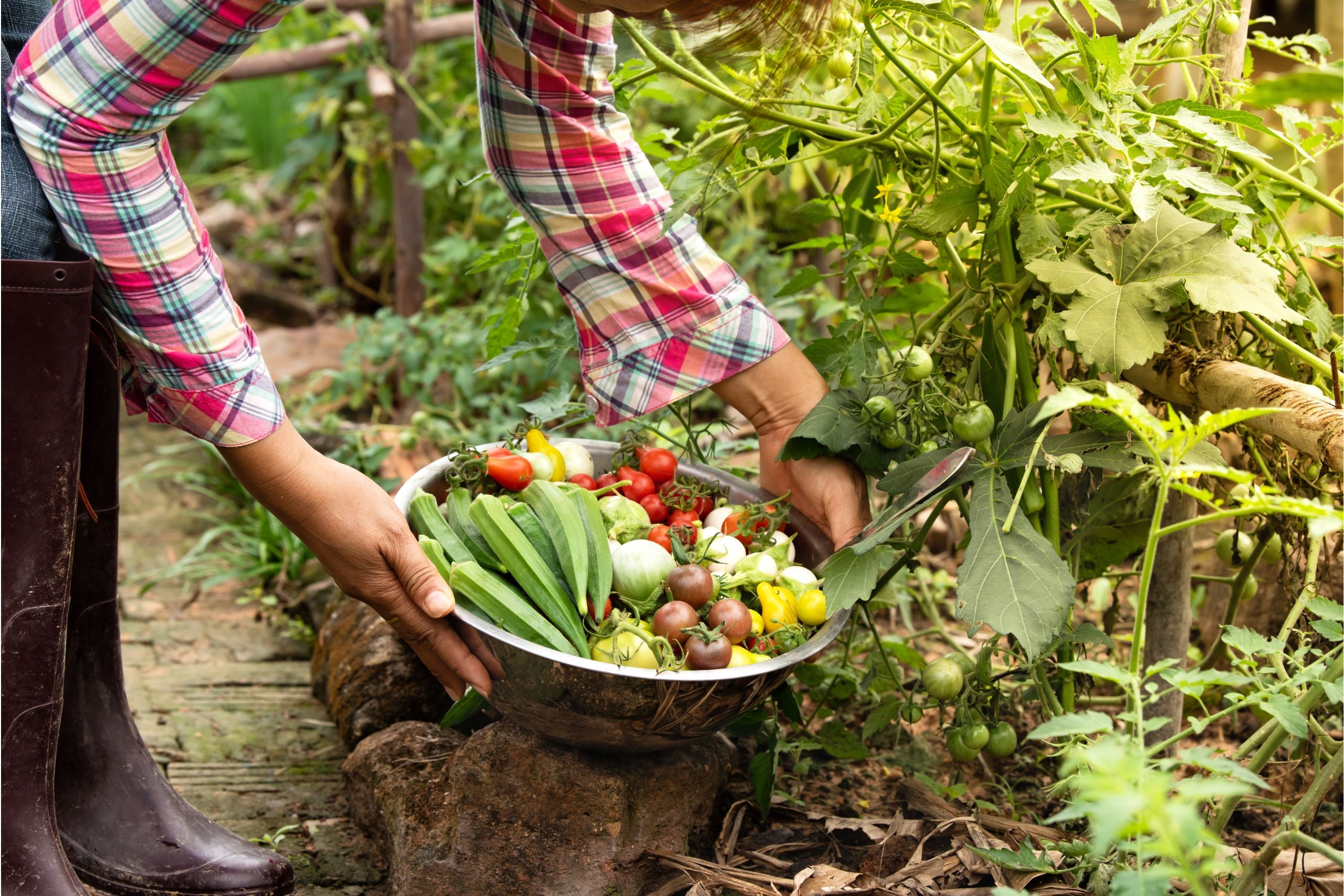 Person in kariertem Hemd und Gummistiefeln erntet verschiedene Tomaten und Okraschoten in einem Garten