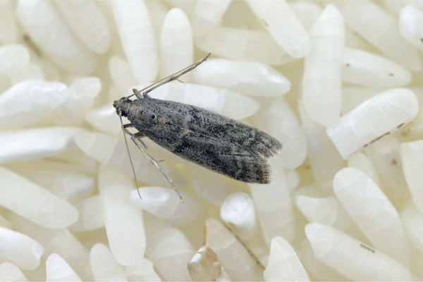 Graue Mehlmotte sitzt auf weißen Reiskörnern