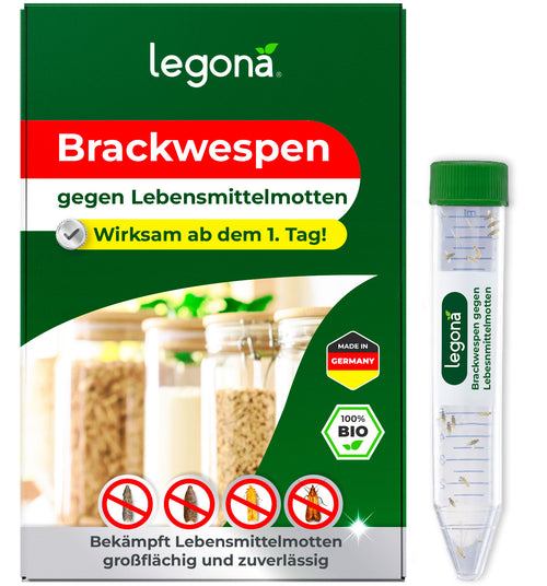 Brackwespen gegen Lebensmittelmotten auf Gewerbeflächen