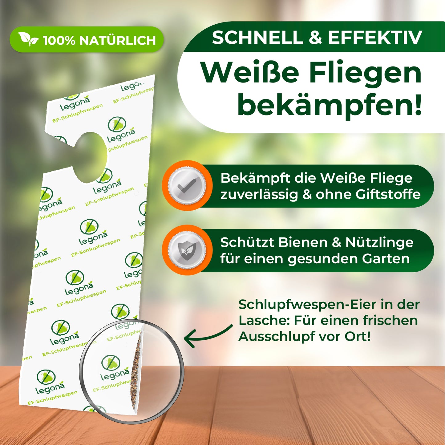 EF-Schlupfwespen gegen Weiße Fliegen.