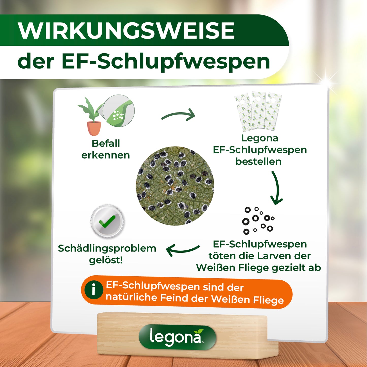 EF-Schlupfwespen gegen Weiße Fliegen.