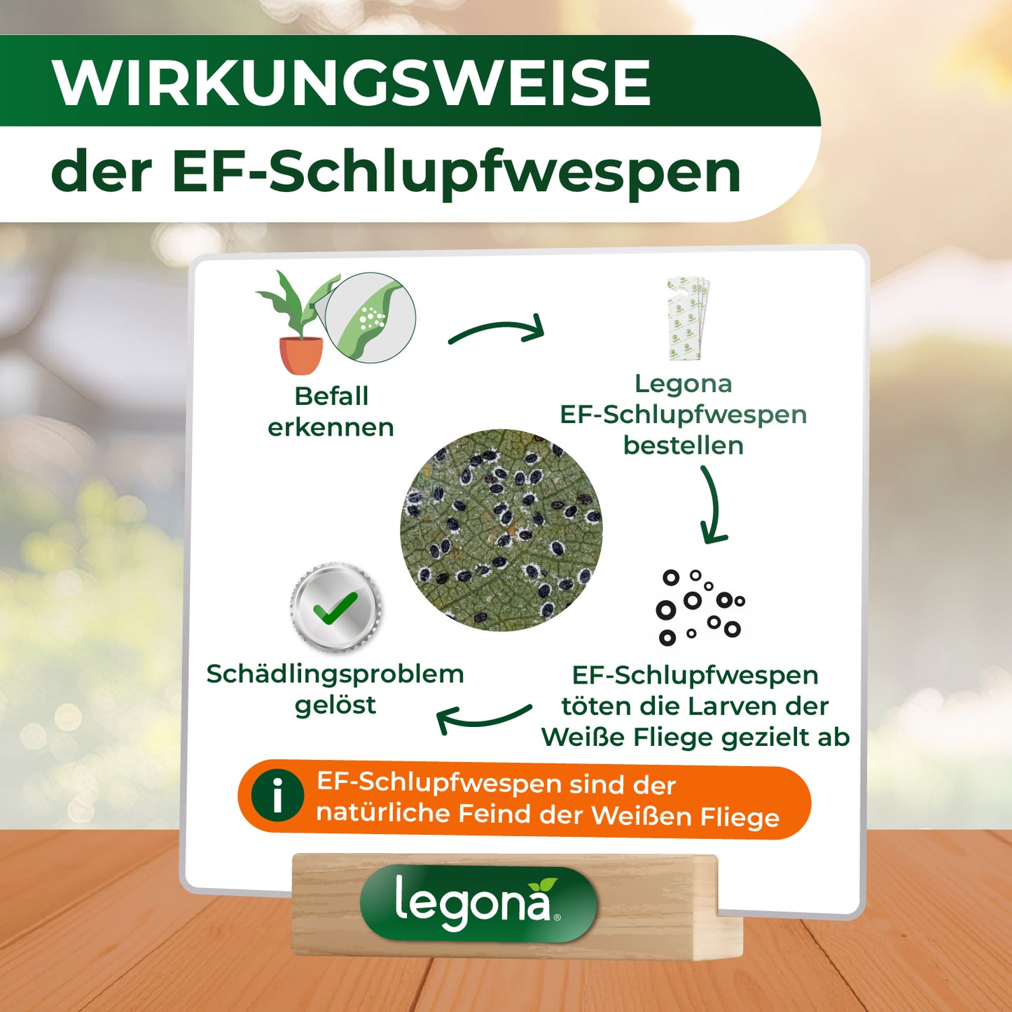 EF-Schlupfwespen gegen Weiße Fliegen