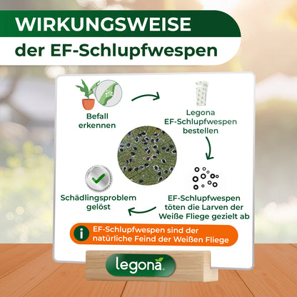 EF-Schlupfwespen gegen Weiße Fliegen