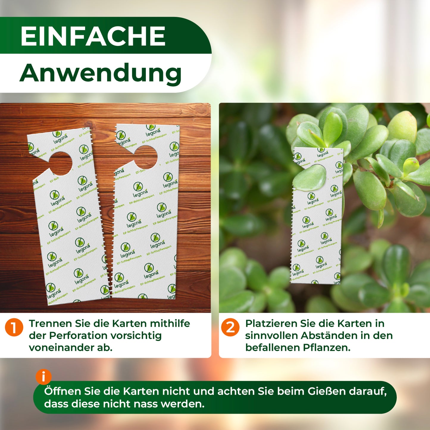 EF-Schlupfwespen gegen Weiße Fliegen.