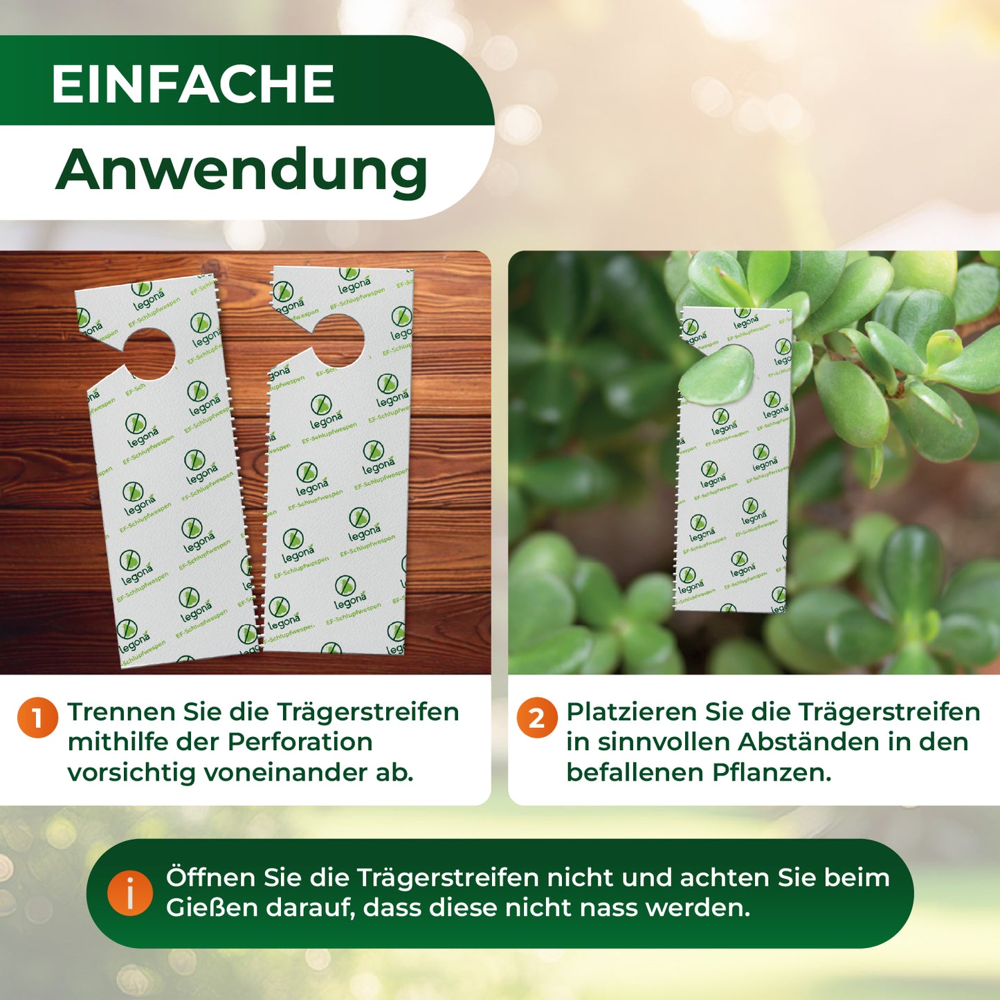 EF-Schlupfwespen gegen Weiße Fliegen