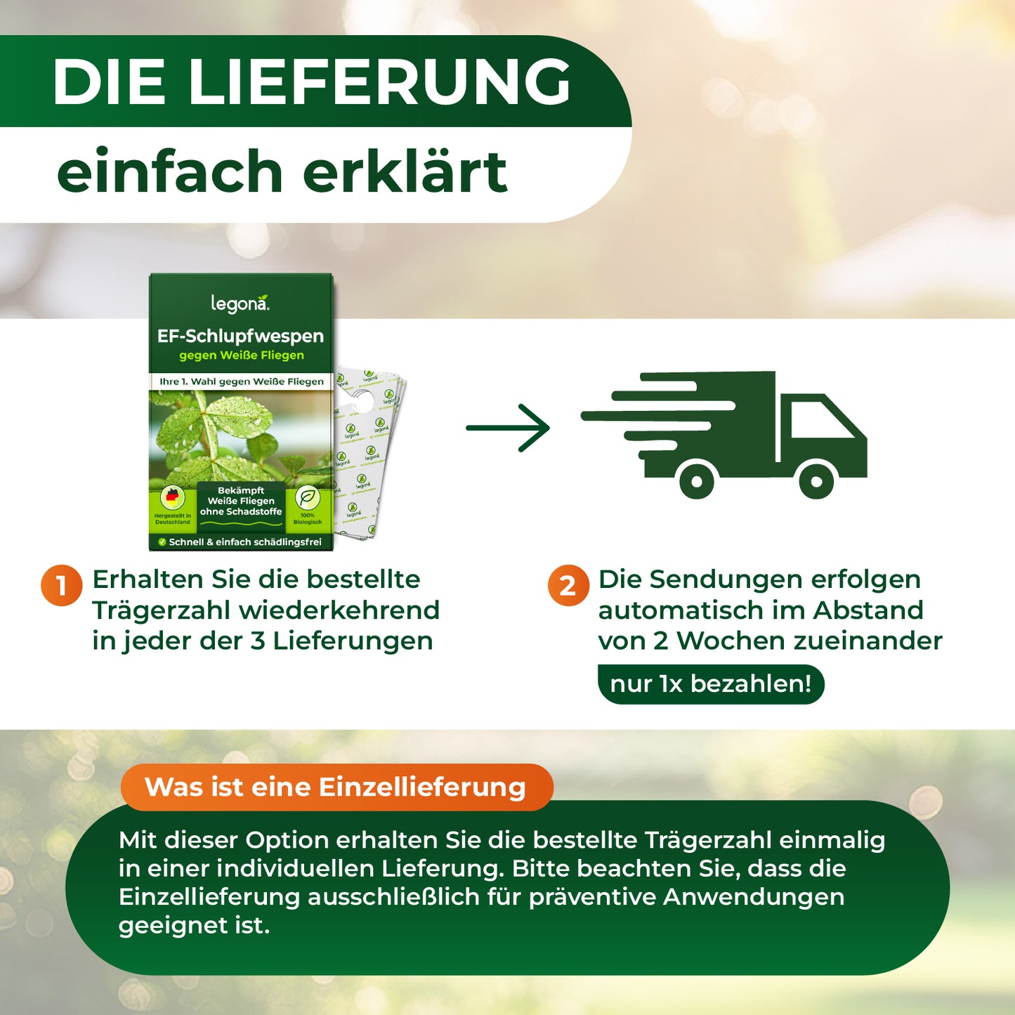 EF-Schlupfwespen gegen Weiße Fliegen