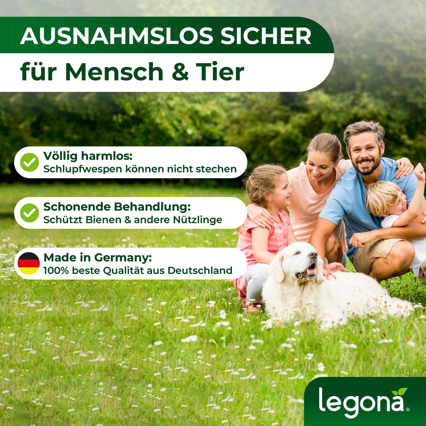 EF-Schlupfwespen gegen Weiße Fliegen.