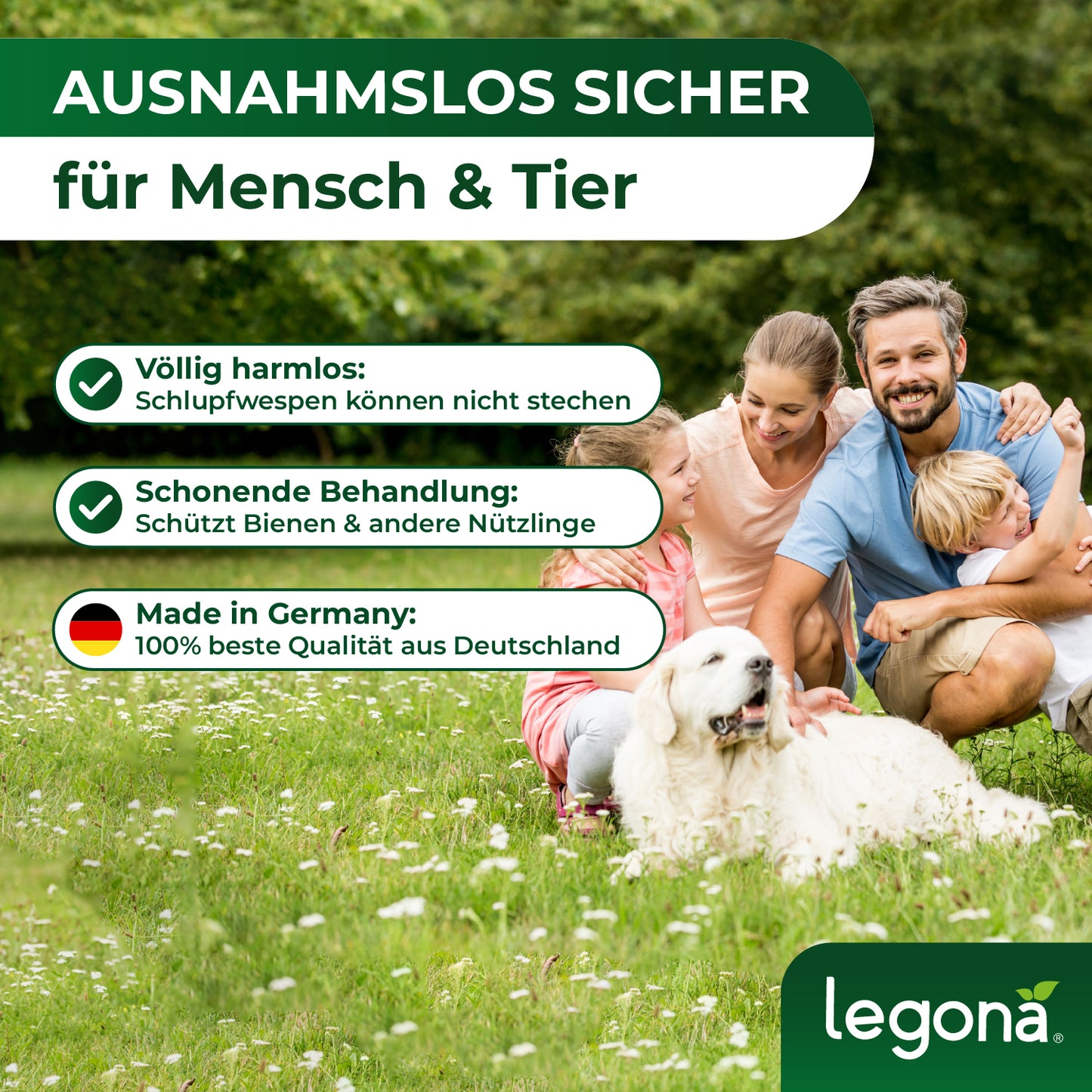EF-Schlupfwespen gegen Weiße Fliegen