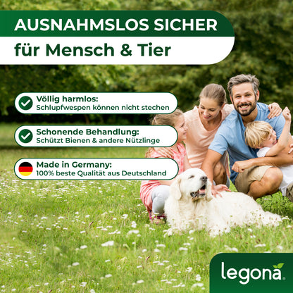 EF-Schlupfwespen gegen Weiße Fliegen