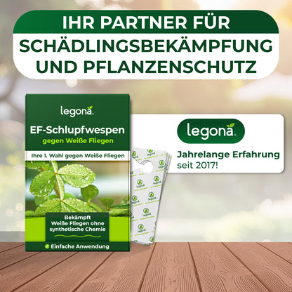 EF-Schlupfwespen gegen Weiße Fliegen