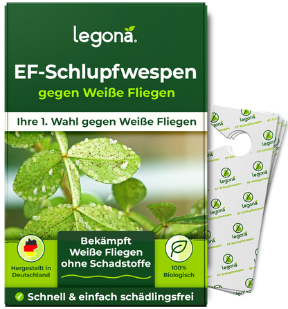 EF-Schlupfwespen gegen Weiße Fliegen