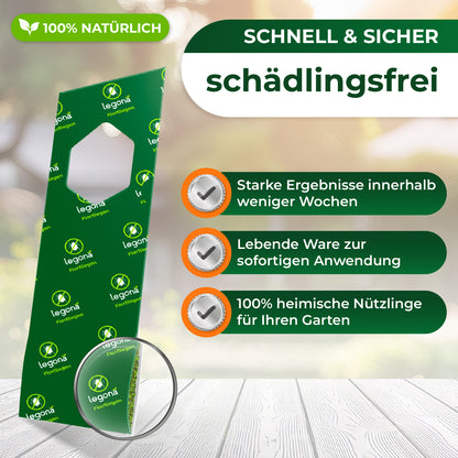 Florfliegenlarven gegen Blattläuse und Thripse