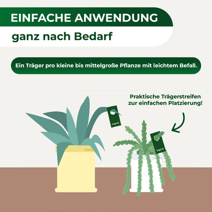 Florfliegenlarven gegen Blattläuse und Thripse