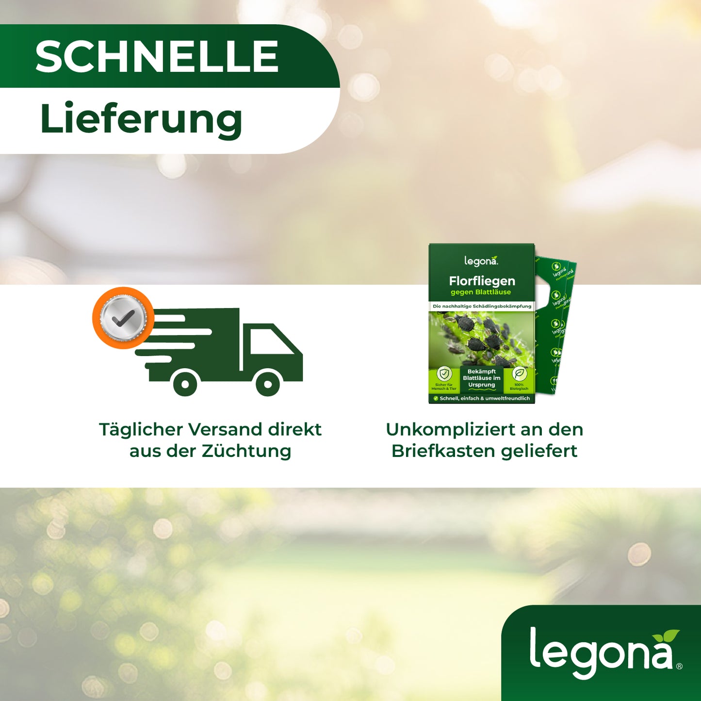 Florfliegenlarven gegen Blattläuse und Thripse