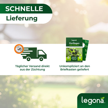 Florfliegenlarven gegen Blattläuse und Thripse